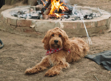 camping essentials dog